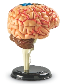 Creierul Uman - Macheta
