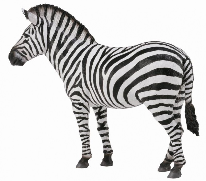 Zebra - Collecta