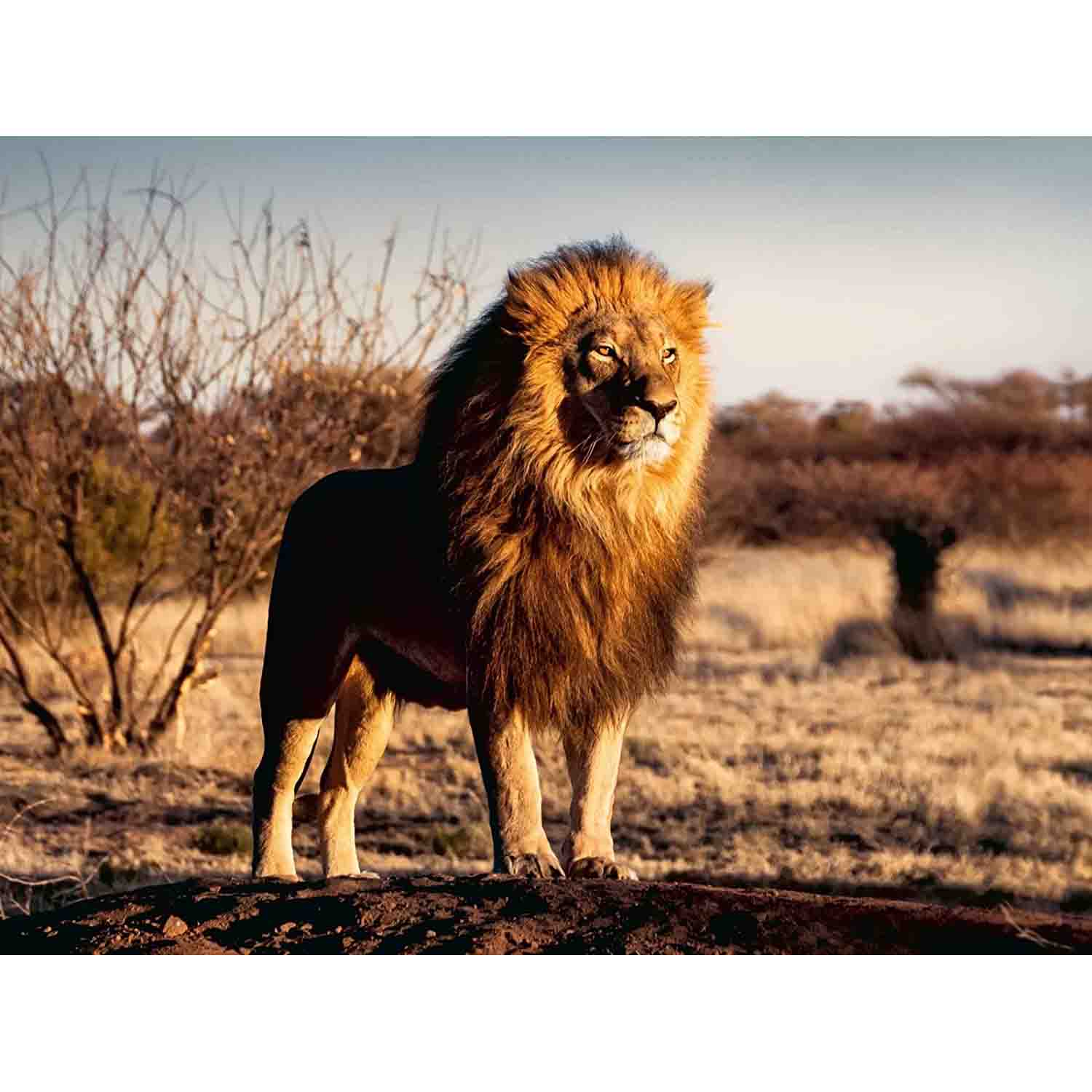 Puzzle leu regele animalelor, 1500 piese