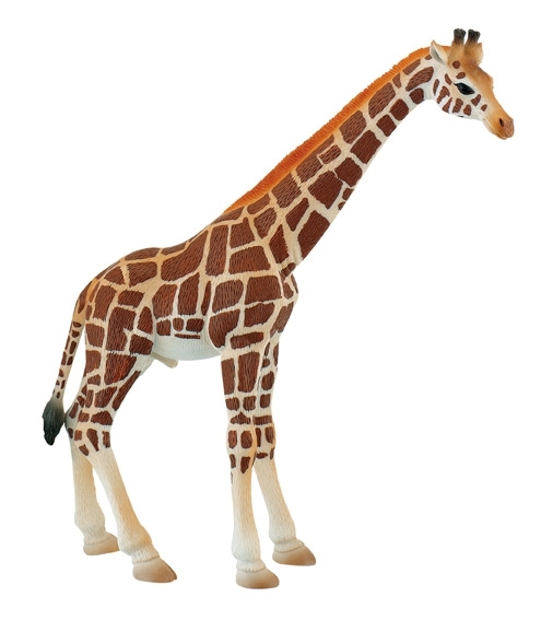 Girafa mascul image3