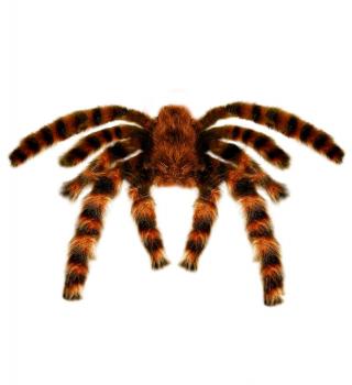 Tarantula