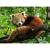 Puzzle panda rosu, 500 piese