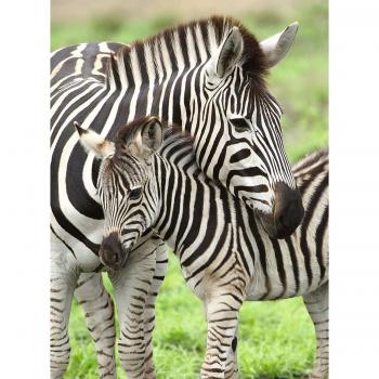 Puzzle zebre, 300 piese