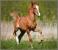 Proiector tip lanterna - Animalute dragalase