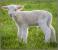 Proiector tip lanterna - Animalute dragalase