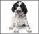 Proiector tip lanterna - Animalute dragalase