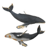 Balena cu cocoasa - Collecta