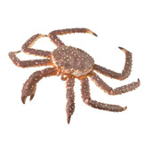 Figurina Crab Regal pictata manual XL Collecta
