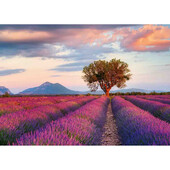 Puzzle camp de lavanda, 1000 piese