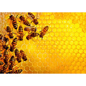 Puzzle provocare albine si fagure, 1000 piese